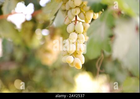 Grüne Trauben am Weinstock Stockfoto