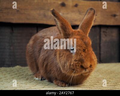 Das reinrassige Kaninchen ist ein neuseeländisches rotes Kaninchen. Porträt eines Tieres Stockfoto