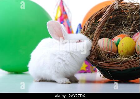 Weisses schönes Kaninchen Stockfoto