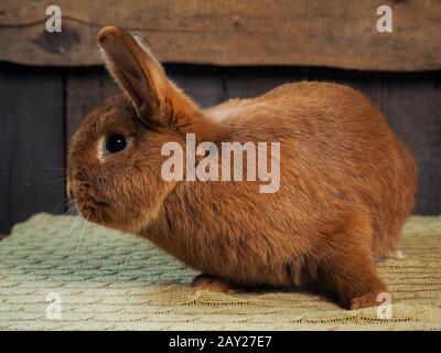 Das reinrassige Kaninchen ist ein neuseeländisches rotes Kaninchen. Porträt eines Tieres Stockfoto