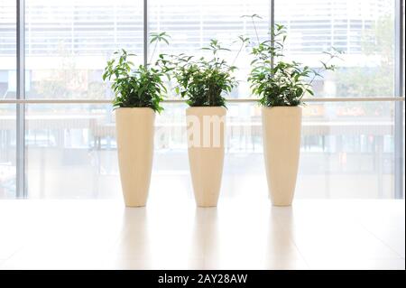 Grüne Pflanzen in Vase Stockfoto