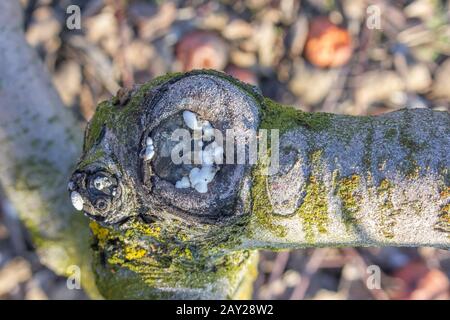 Moss und ein kranker Knoten an einem geheilten Apfelbaum. Saisonales Fräsen von Ästen. Stockfoto