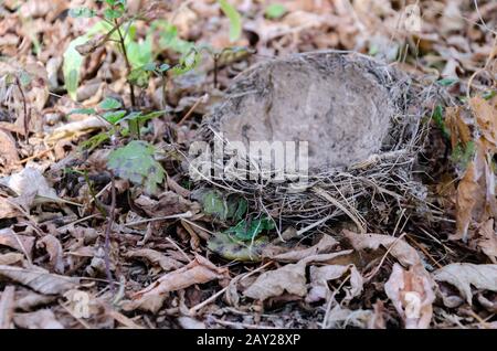 Gefallenes Vogelnest liegt auf dem Boden, warmer Sommertag, Nahaufnahme Stockfoto