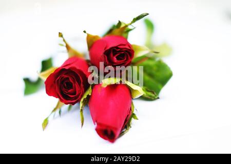 Drei rote Rosen auf weißem Hintergrund Stockfoto