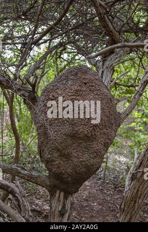 Nahaufnahme eines arborealen Termitennestes in einem tropischen Wald in der Karibik. Stockfoto