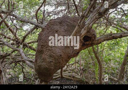 Nahaufnahme eines arborealen Termitennestes in einem tropischen Wald in der Karibik. Stockfoto