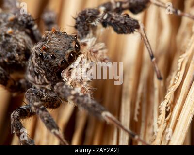 Makrofotografie von Portia Jumping Spider on a Broom Stockfoto