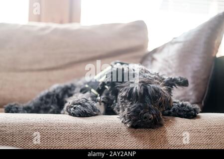 Süßer, schroffe Schnauzer liegt ruhig und entspannt auf einem weichen Sofa, er ist müde nach einem Spaziergang und ruht, in natürlichem Licht vom Fenster. Stockfoto