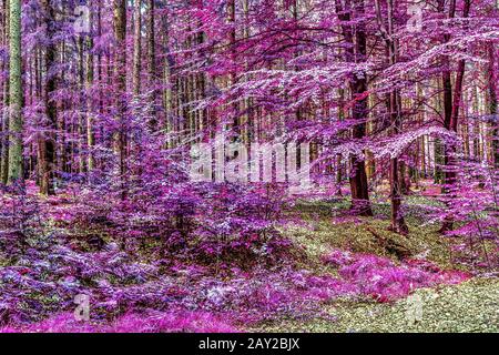 Zauberhafter Blick auf den nordeuropäischen Wald im Sommer Stockfoto