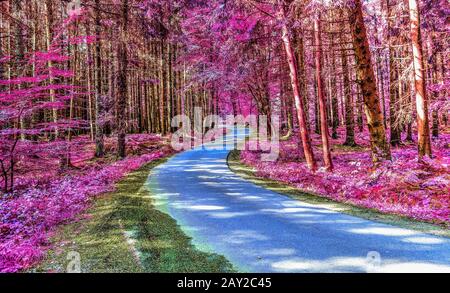 Zauberhafter Blick auf den nordeuropäischen Wald im Sommer Stockfoto