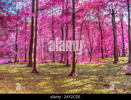 Zauberhafter Blick auf den nordeuropäischen Wald im Sommer Stockfoto