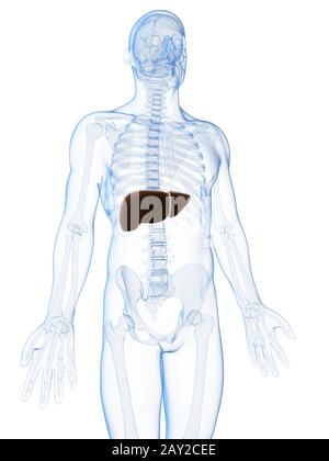 3D gerenderte Darstellung der männlichen Leber Stockfoto