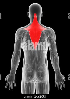3D gerenderte Darstellung der Trapezius Muskel Stockfoto
