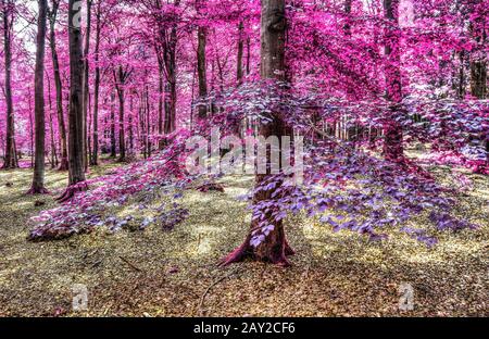 Zauberhafter Blick auf den nordeuropäischen Wald im Sommer Stockfoto