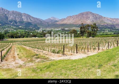 Junge Weinreben wachsen in ordentlichen Reihen in der Nähe von Franschhoek Stockfoto