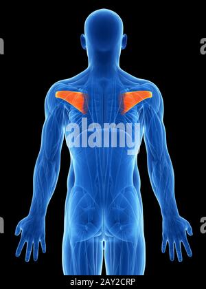 3D gerenderten Illustration - infraspinatus Stockfoto