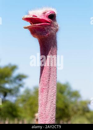 Nahaufnahme des langen Halses und des Kopfes eines Straußes in der südafrikanischen Sonne. Stockfoto