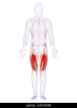 3D gerenderte Darstellung der oberen Beinmuskulatur Stockfoto