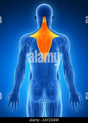 3D Illustration - Trapezius gerendert Stockfoto