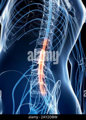 3D gerenderte Darstellung des Rückenmarks Stockfoto