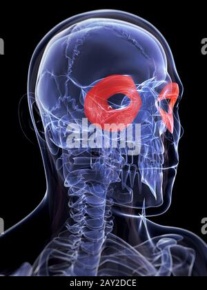 3D gerenderte Darstellung der Orbicularis Oculi Muskel Stockfoto