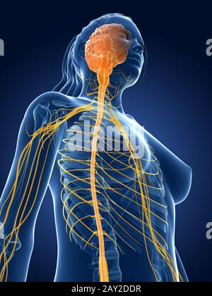 3D gerenderten medizinische Illustration - weiblichen Nerven Stockfoto
