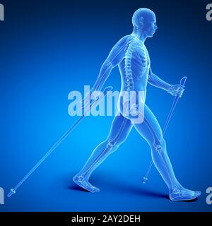 3D gerenderten medizinische Illustration - Nordic-walking Stockfoto