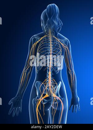 3D gerenderten medizinische Illustration - weiblichen Nerven Stockfoto