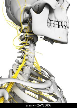 3D gerenderten Illustration - Nerven und Skelett Stockfoto