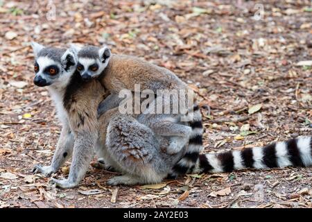 Nahaufnahme eines Ring Tailed Lemur mit einem Baby auf dem Rücken Stockfoto