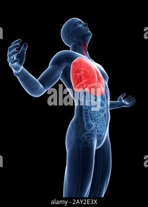 männliche posieren - Lung hervorgehoben Stockfoto