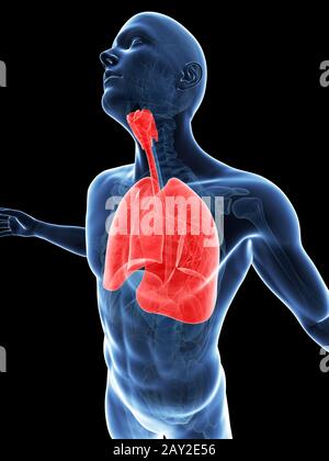 männliche posieren - Lung hervorgehoben Stockfoto