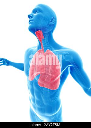 männliche posieren - Lung hervorgehoben Stockfoto