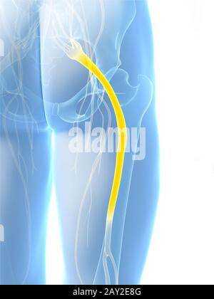 3D gerenderte Darstellung des n. ischiadicus Stockfoto