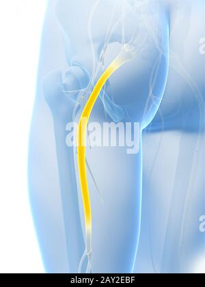 3D gerenderte Darstellung des n. ischiadicus Stockfoto