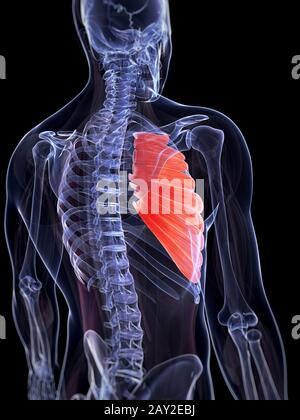 3D gerenderte Darstellung des Serratus anterior Muskels Stockfoto