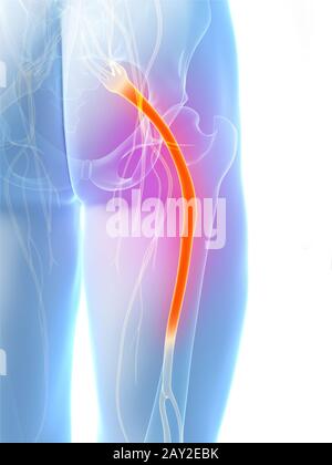 3D gerenderte Darstellung des n. ischiadicus Stockfoto