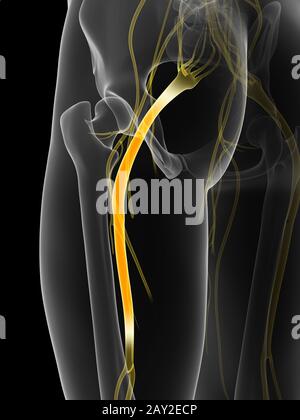 3D gerenderte Darstellung des n. ischiadicus Stockfoto