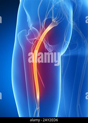 3D gerenderte Darstellung des n. ischiadicus Stockfoto