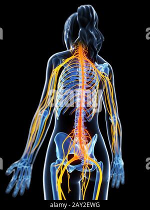 3D gerenderte Darstellung des weiblichen Nervensystems Stockfoto