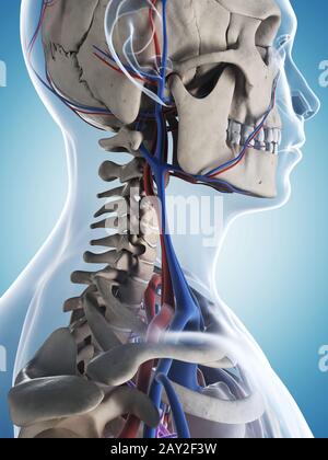 3D gerenderte Darstellung der männlichen Skelett und Gefäßsystem Stockfoto