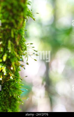Eine Moos-Kolonie mit morgendlichem Tau. Soni Highland, Nara, Japan Stockfoto