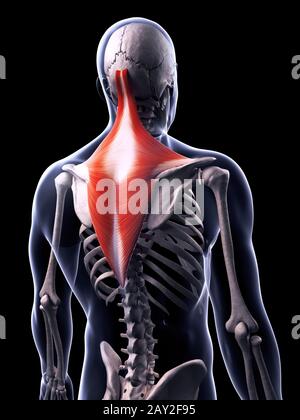 3D gerenderte Darstellung der Trapezius Muskel Stockfoto
