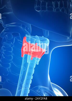 3D gerenderte Darstellung der Kehlkopf-Anatomie - Schilddrüse Knorpel Stockfoto