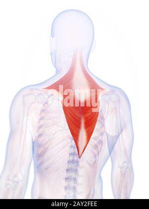 3D gerenderte Darstellung der Trapezius Muskel Stockfoto