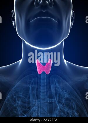 3D gerenderte Darstellung der männlichen Schilddrüse Stockfoto