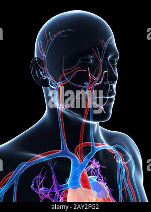 3D gerenderte Darstellung des menschlichen Gefäßsystems Stockfoto