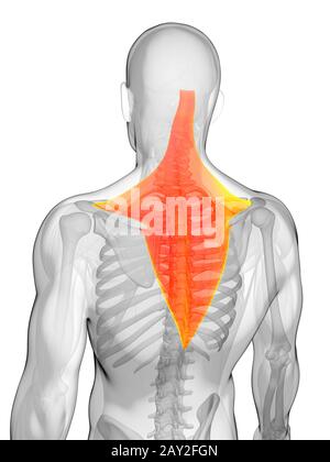 3D gerenderten Illustration - Trapezius Muskel Stockfoto