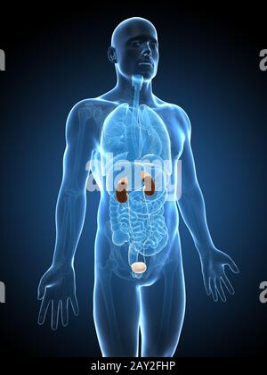 3D gerenderte Darstellung der Harnwege Stockfoto