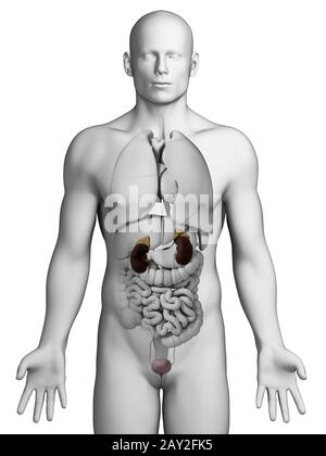 3D gerenderten Illustration - Harnwege Stockfoto